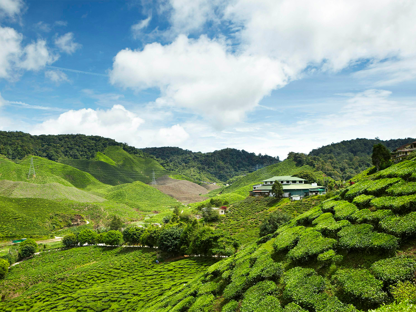 Cameron Highlands